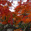 三重塔の紅葉