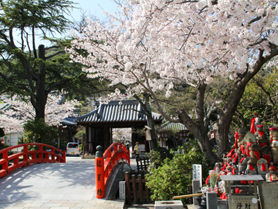 龍華橋の桜