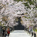 参道の桜