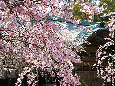 本坊前の桜