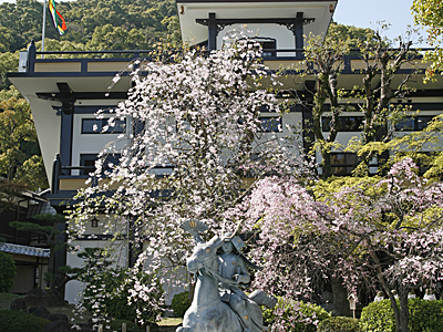 源平の庭の桜