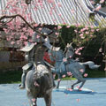 源平の庭の桜