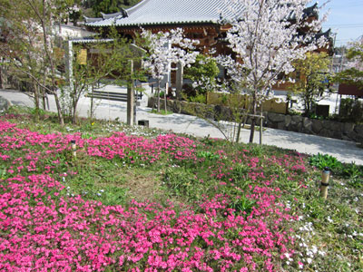 源平の庭横の芝桜