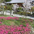 源平の庭横の芝桜