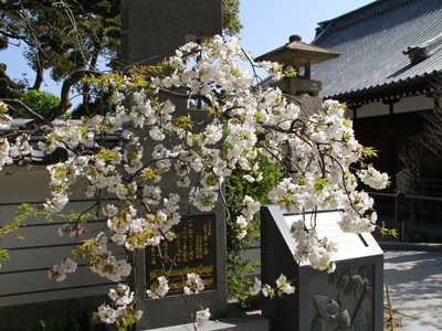 音楽碑と桜