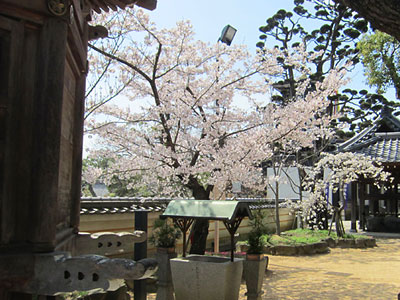 写経輪堂横の桜