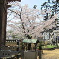 写経輪堂横の桜