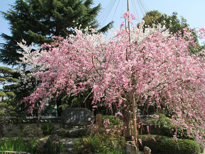 本坊前の桜
