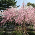 本坊前の桜