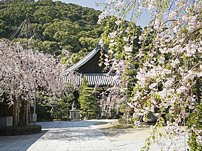 書院前の桜