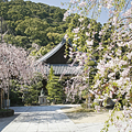 書院前の桜