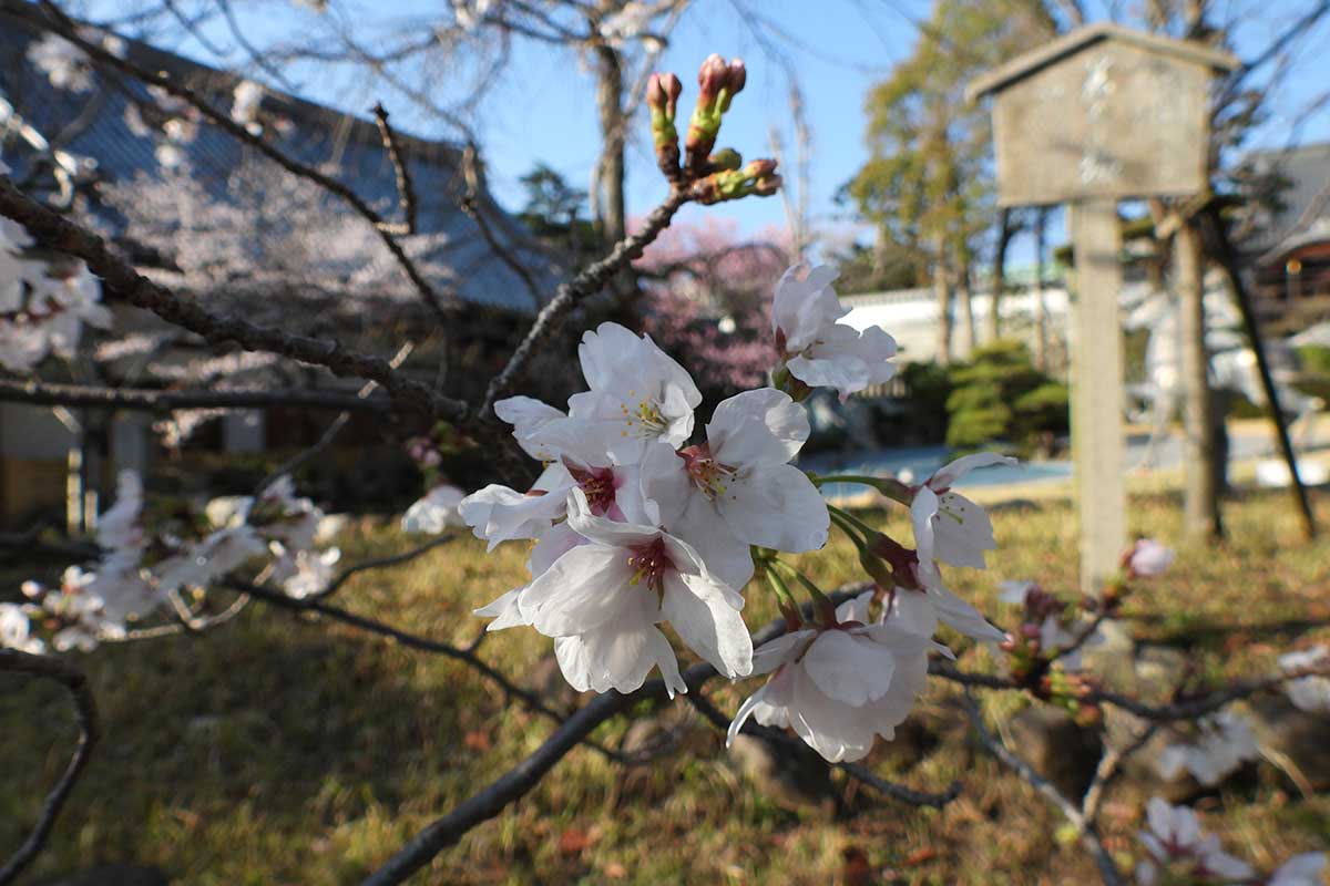若木の桜